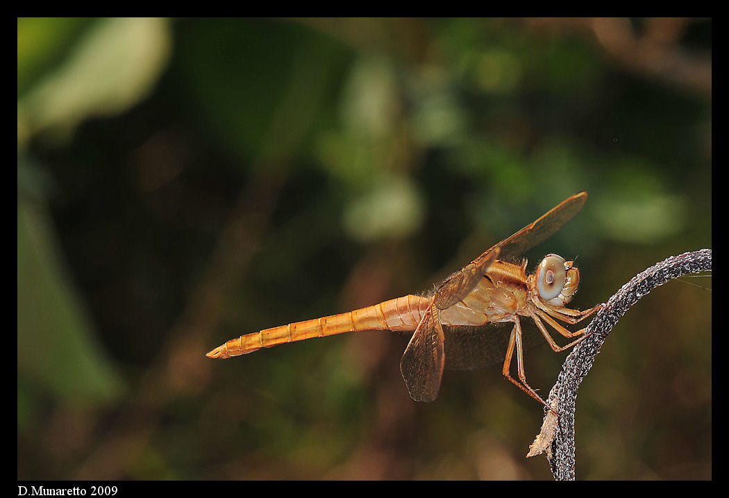 Libellula...documentaristica due